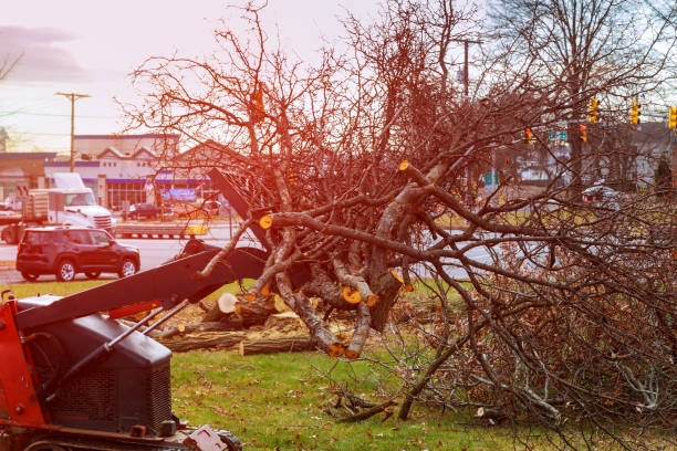 How Our Tree Care Process Works  in  Montgomery, IN