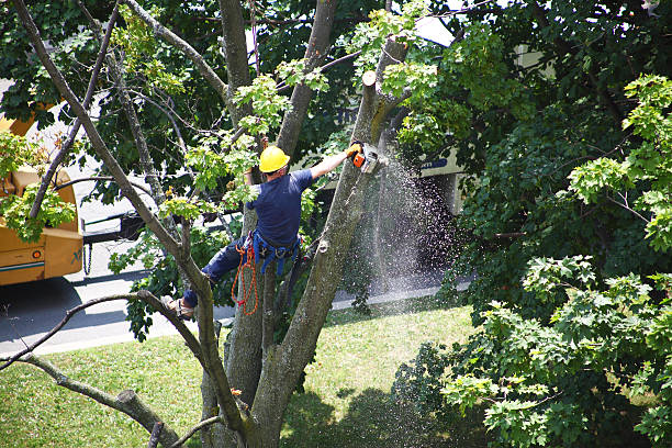 Best Hedge Trimming  in Montgomery, IN