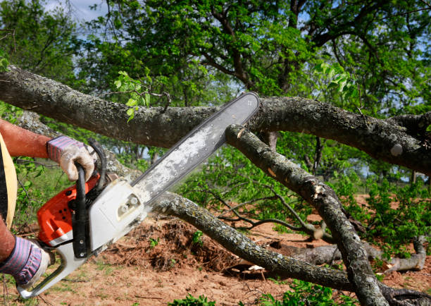 Montgomery, IN Tree Care Company